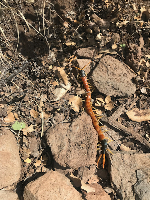 Giant Desert Centipede minding its own business