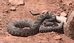 Mojave Rattler, coiled, but not rattling